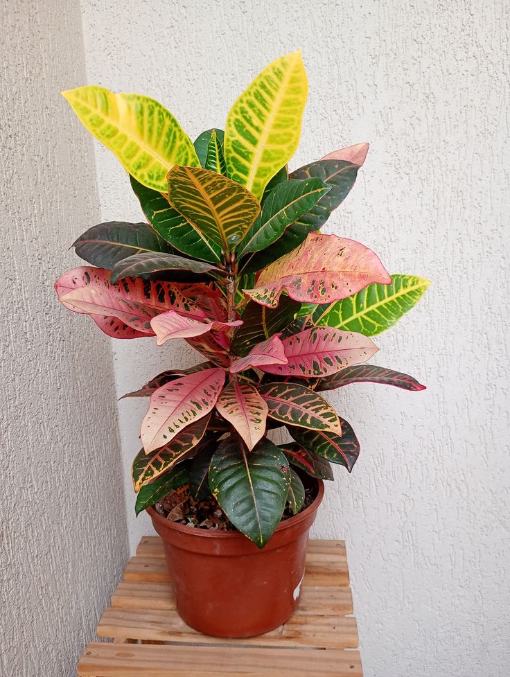 Croton ( Garden Croton / Variegated Croton )
